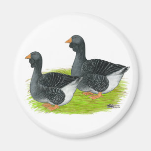 Imán Toulouse Dewlap Geese