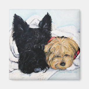Imán ¡Toweling apagado! Escocés y compinches de Yorkie
