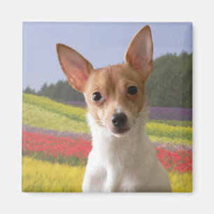Imán Toy Fox Terrier Magnet