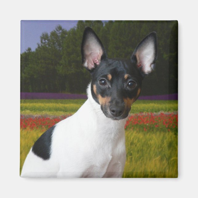 Imán Toy Fox Terrier Magnet (Frente)