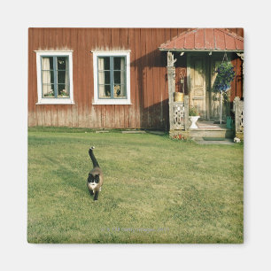 Imán Trabajaba una casa roja con un gato en el césped.