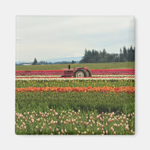 Imán Tractor rosa en el campo tulipán