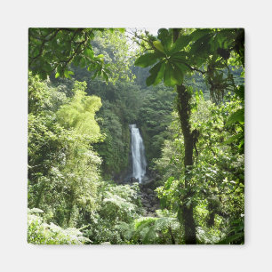 Imán Trafalgar cae fotografía tropical de selva tropica