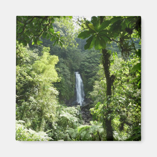 Imán Trafalgar cae fotografía tropical de selva tropica