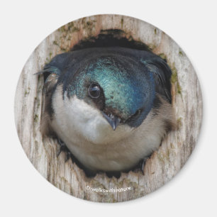 Imán Tragar árbol en una nestbox
