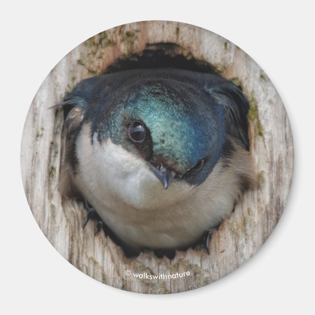 Imán Tragar árbol en una nestbox (Frente)