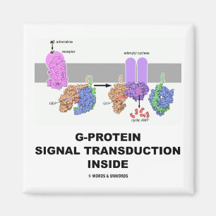 Imán Transducción de la señal de la G-Proteína dentr