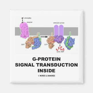 Imán Transducción de la señal de la proteína G dentro