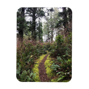 Imán Trayecto de buceo de bosques costeros, decepción d