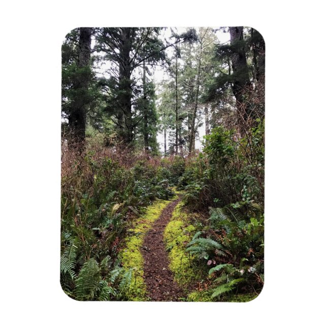 Imán Trayecto de buceo de bosques costeros, decepción d (Vertical)