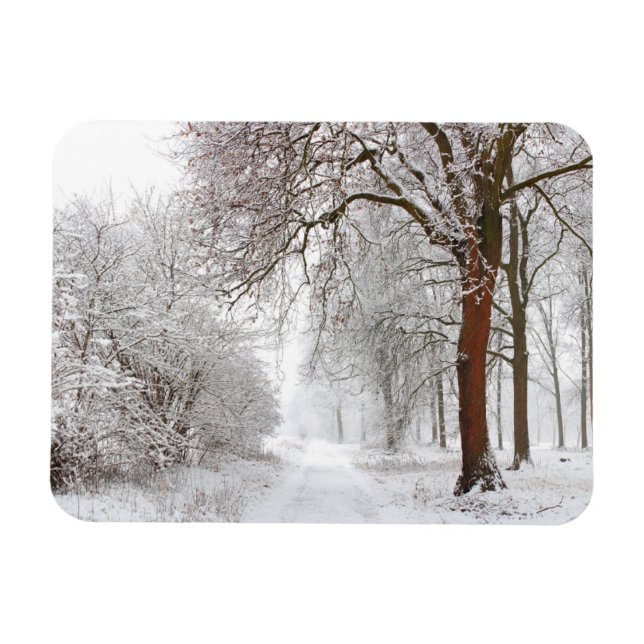 Imán Tree Alley | Parque Stupinigi, Italia (Horizontal)
