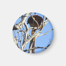 Imán Tree Kangaroo Magnet