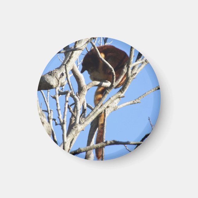 Imán Tree Kangaroo Magnet (Frente)