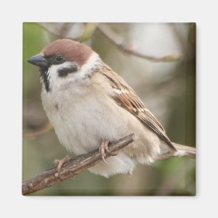 Imán tree_sparrow