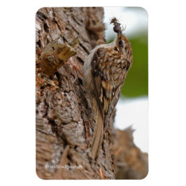 Imán Treecreeper estadounidense con error