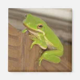 Imán TreeFrog1