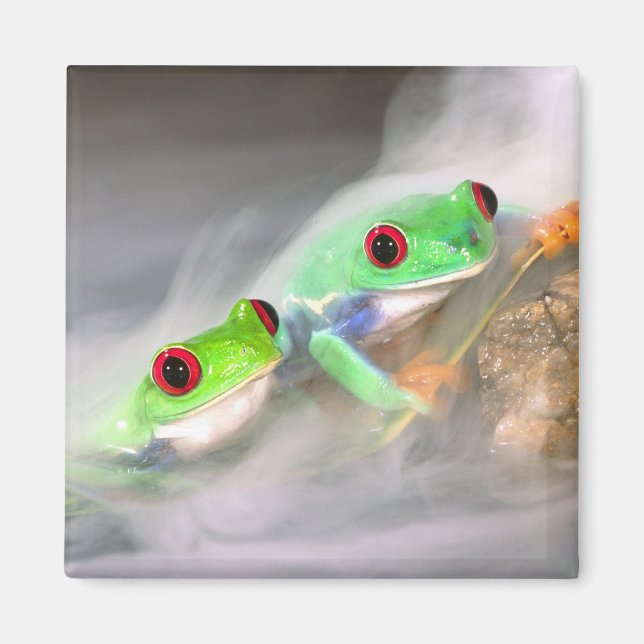 Imán Treefrog de ojos rojos en la niebla, Agalychinis 2 (Frente)