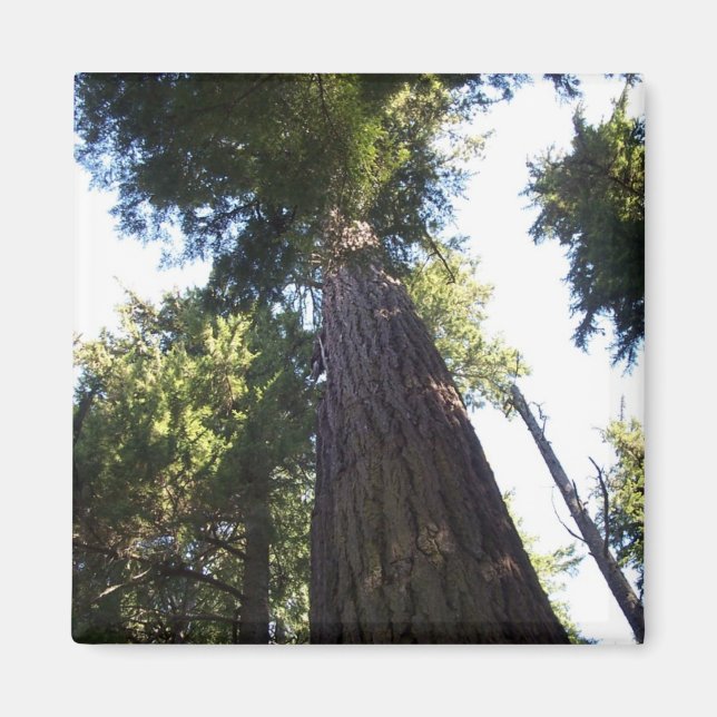 Imán Treetops. (Frente)