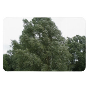 Imán Treetops Premium Magnet