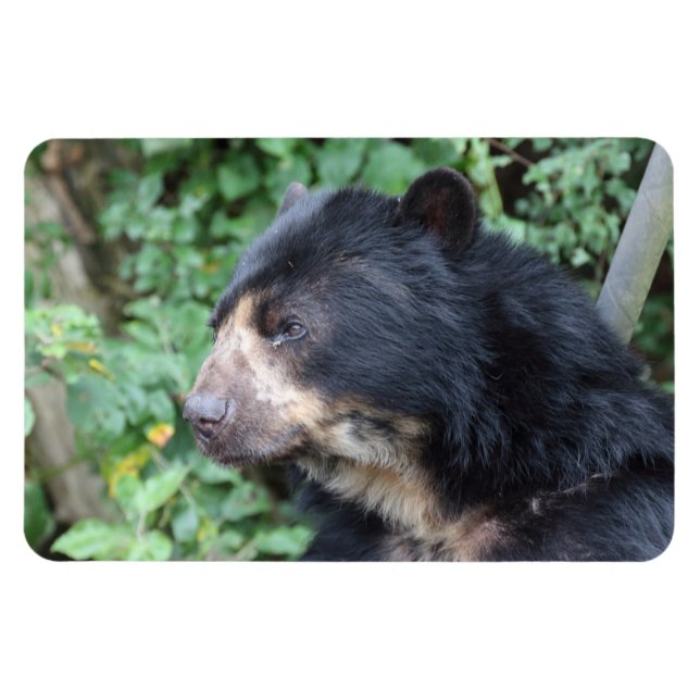 Imán Tremarctos ornatus (Horizontal)