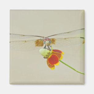 Imán Trepador de cuadros (Dythemis fugax) en Mexicano
