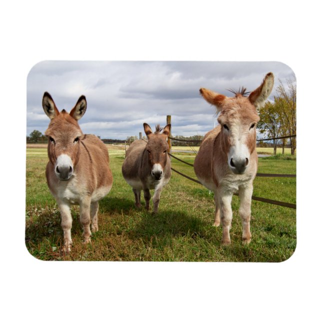 Imán Tres burros (Horizontal)
