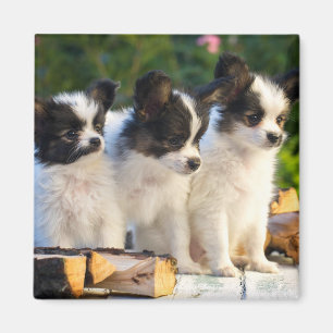 Imán Tres cachorros de Papillon en un banco de jardín
