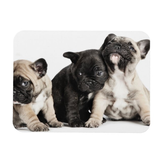Imán Tres cachorros de Pug (Horizontal)