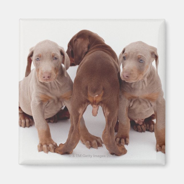 Imán Tres cachorros Doberman (Frente)