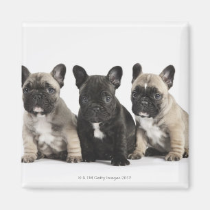 Imán Tres cachorros para pedigrí