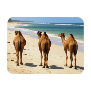 Imán Tres camellos en la playa de Mombasa Kenia