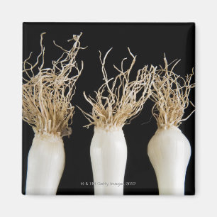 Imán Tres cebollas de la primavera