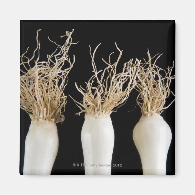 Imán Tres cebollas de primavera (Frente)