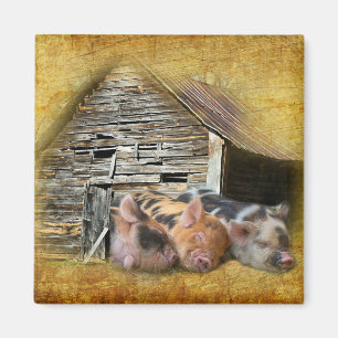 Imán Tres Cerditos En El Centro Rústico Snoozing