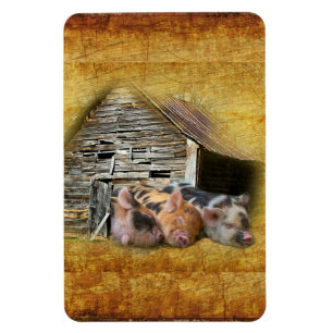 Imán Tres Cerditos En El Centro Rústico Snoozing