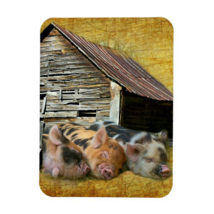 Imán Tres Cerditos En El Centro Rústico Snoozing