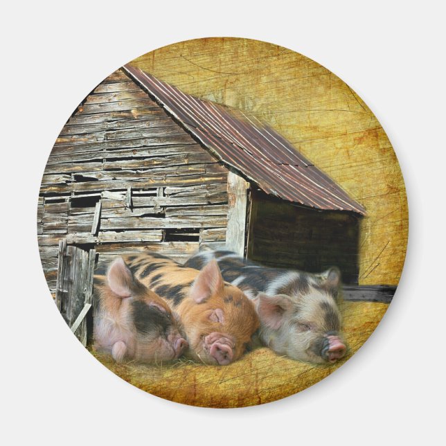 Imán Tres Cerditos En El Rústico Barn Snoozing (Frente)