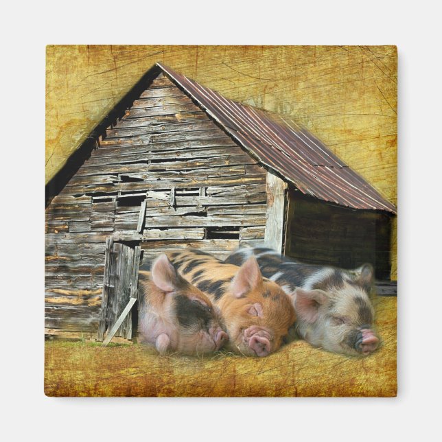 Imán Tres Cerditos En El Rústico Barn Snoozing (Frente)