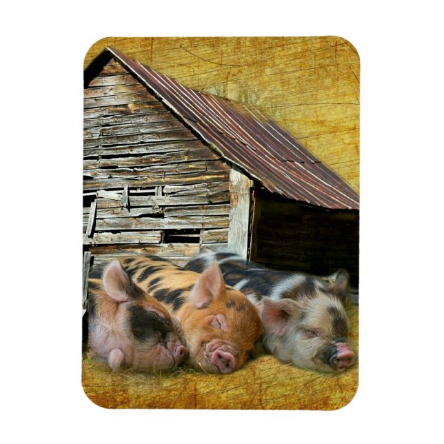 Imán Tres Cerditos En El Rústico Barn Snoozing (Vertical)