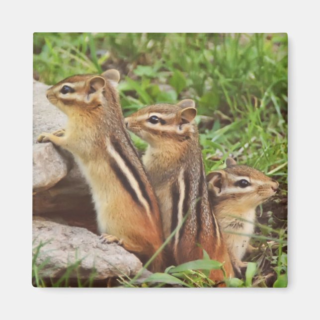 Imán Tres Chipmunks para bebés (Frente)