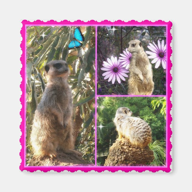 Imán Tres Collages de fotos Meerkat, Fridge Magnet (Frente)
