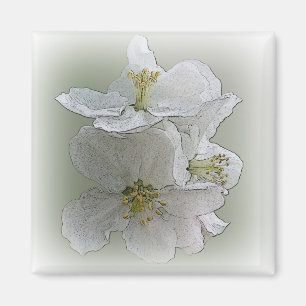 Imán tres flores blancas
