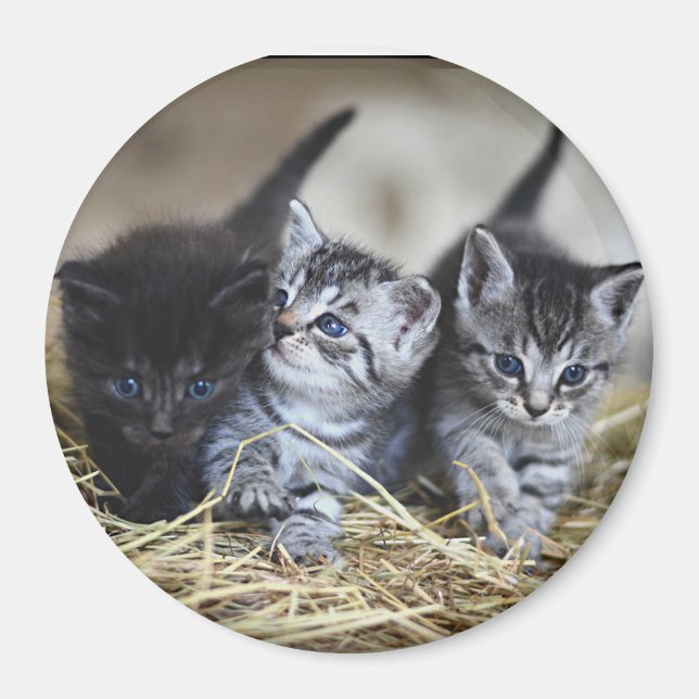 Imán Tres Gatitos  (Frente)