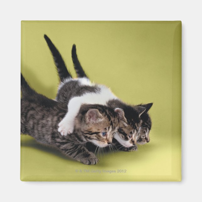 Imán Tres gatitos abrazándose (Frente)