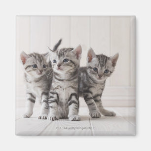 Imán Tres gatitos de Shorthair del americano