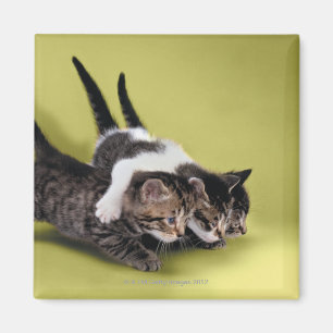 Imán Tres gatitos que se abrazan