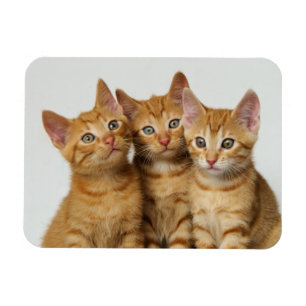 Imán Tres lindos ginger gatitos lado a lado