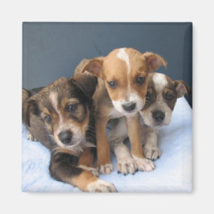 Imán Tres perritos