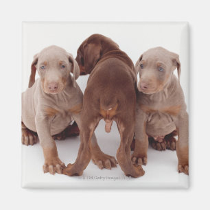 Imán Tres perritos del pinscher del Doberman