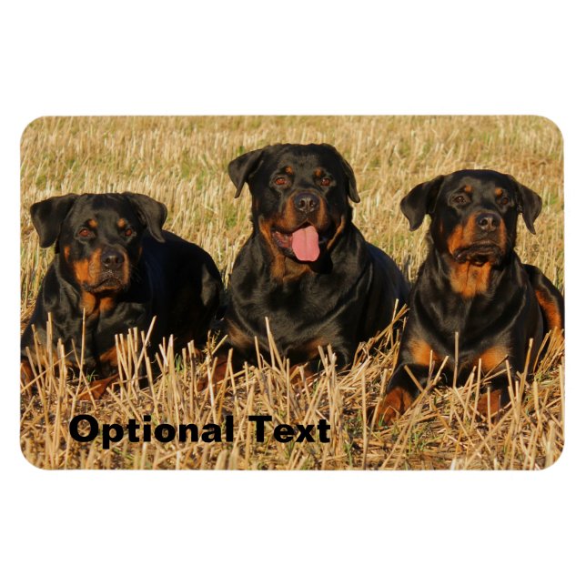Imán Tres perros Rottweiler - Paquete de rociones (Horizontal)
